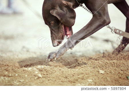 Dog digging Dog digging 5897804