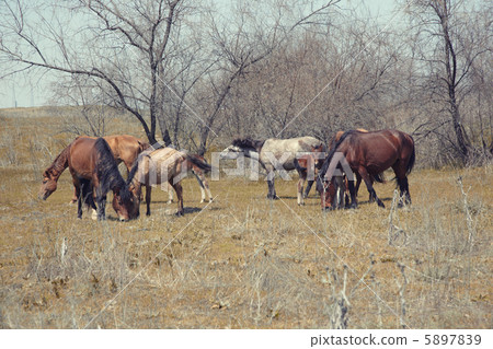 Horses Horses 5897839