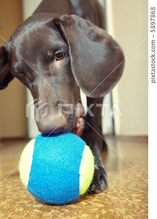 Dog and ball Dog and ball 5897868