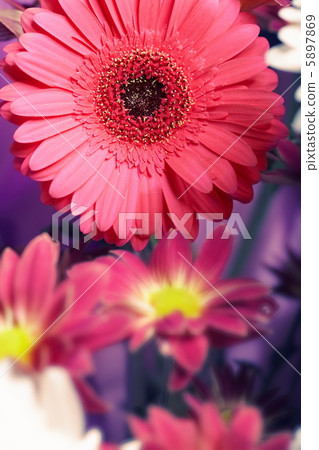 Chrysanthemum Chrysanthemum 5897869