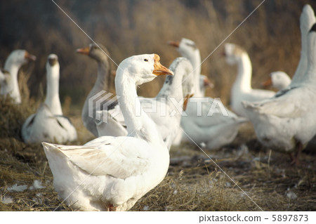 Ducks 5897873