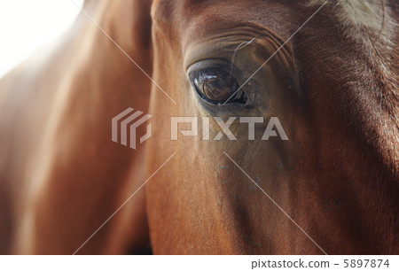 Horse Horse 5897874