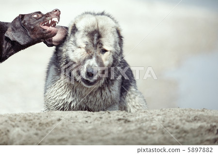 Dog fight Dog fight 5897882