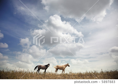 Horses 5897883