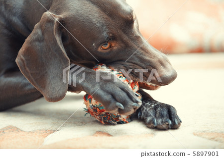 Dog and ball Dog and ball 5897901