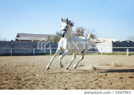 Horse power Horse power 5897945