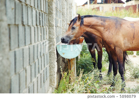 Drinking place for horses Drinking place for horses 5898079