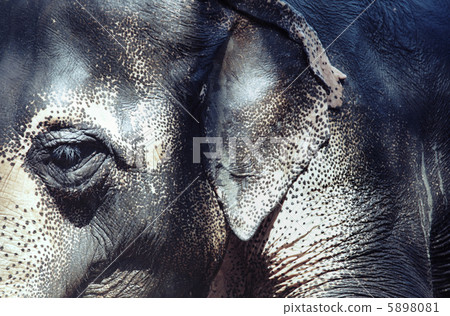 Elephant 5898081