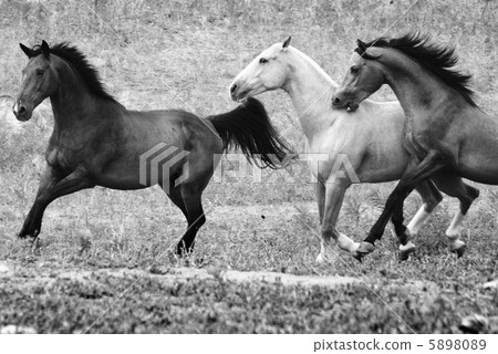 Freedom Freedom 5898089