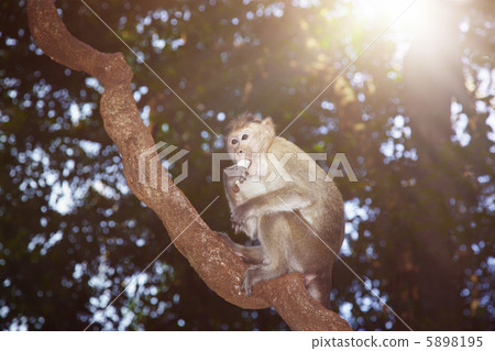 Eating monkey Eating monkey 5898195