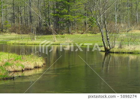 Spring of Kamikochi Spring fresh green Tashiro Pond 5898274
