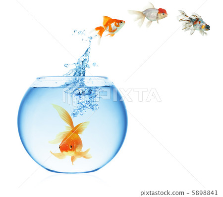 goldfish jumping out of the water 5898841