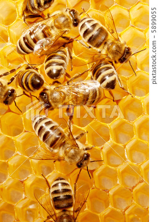 Macro of working bee on honeycells. 5899055