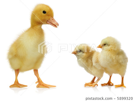 chicken and duckling against white background chicken and duckling against white background 5899320