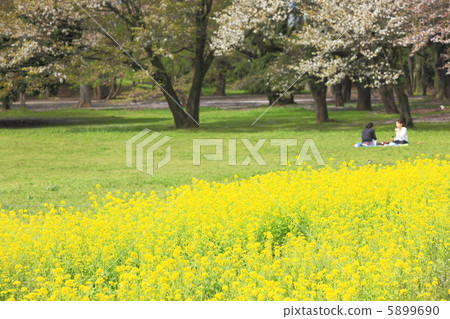 Rape blossoms and cherry blossoms in full bloom 5899690