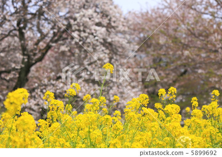 Rape blossoms and cherry blossoms in full bloom Rape blossoms and cherry blossoms in full bloom 5899692