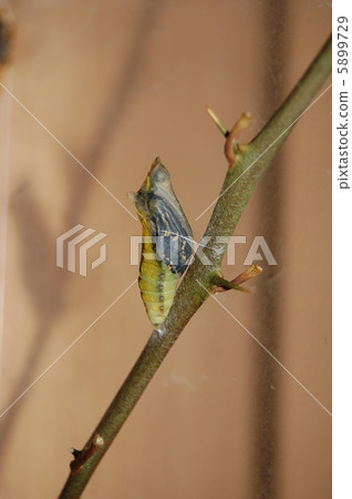 Naniageha's pupa Naniageha's pupa 5899729