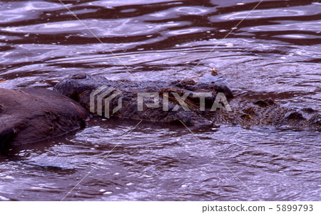鱷魚飯 鱷魚飯 5899793