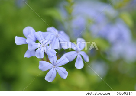 Ruri Matsuri 5900314