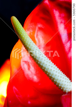 Close-up shot of exotic flower Close-up shot of exotic flower 5900790