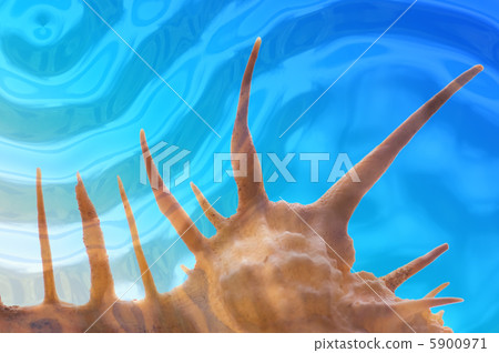 Beautiful shell under water Beautiful shell under water 5900971