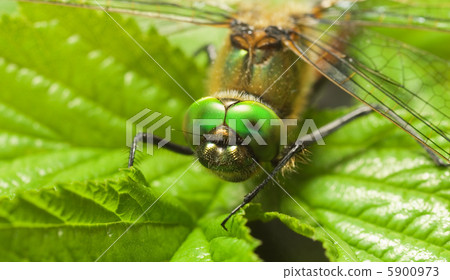 Dragonfly on a leaf Dragonfly on a leaf 5900973