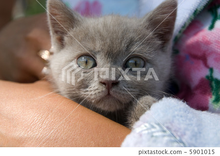 Little kitten Little kitten 5901015