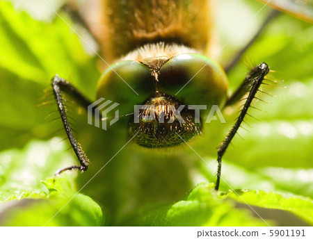 Dragonfly close-up Dragonfly close-up 5901191