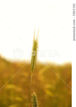 Wheat field isolated on white background Wheat field isolated on white background 5901192