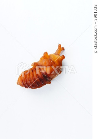Beetle pupa 5901338