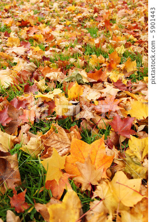 Fallen leaves full 5901443