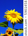 Blue sky and sunflower 5901458