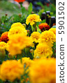 Marigold  5901502