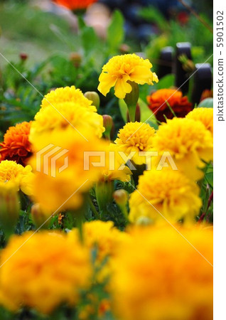 Marigold  5901502