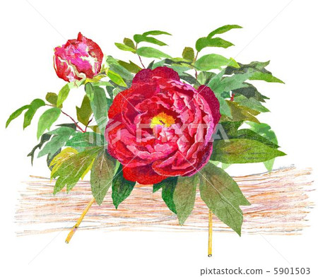 Winter Peony 5901503