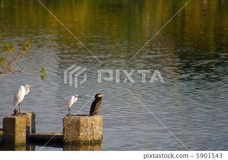 Seeds of water birds 5901543