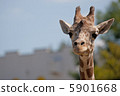 Giraffe  5901668