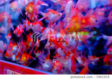 Hong Kong Goldfish Street! 5901919