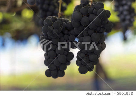  葡萄園 5901938