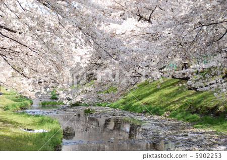 Cherry-blossom viewing Cherry-blossom viewing 5902253