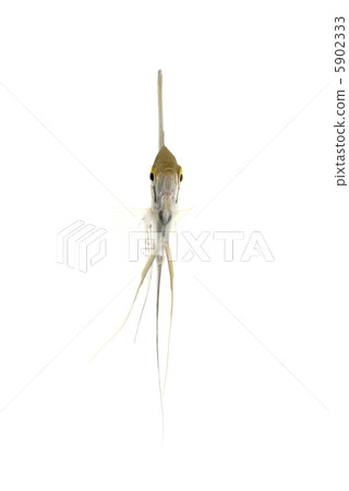 Angelfish  5902333