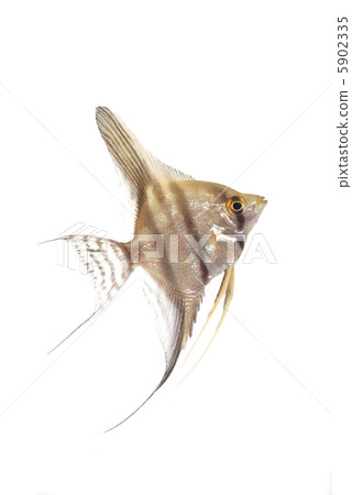 Angelfish  5902335