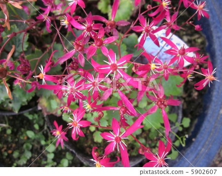 大寫字母草 5902607