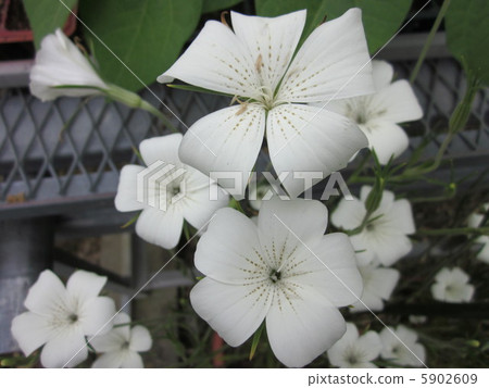 Agurosutenma 5902609