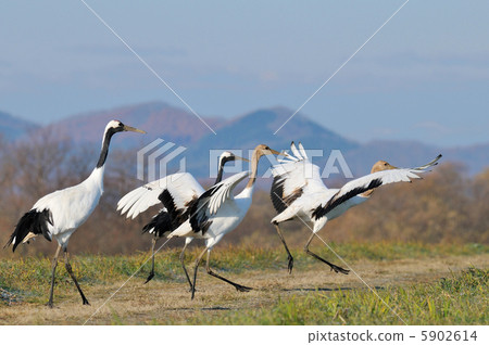 丹頂鶴 5902614