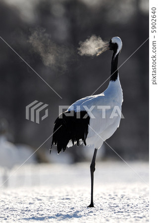 丹頂鶴 5902640