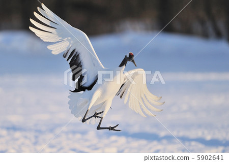 丹頂鶴 5902641