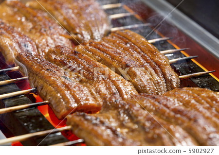 eel eel 5902927