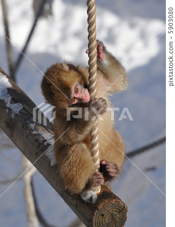 日本猴子的孩子 日本猴子的孩子 5903080