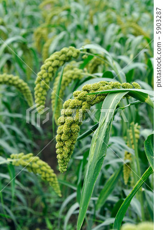 小米水果和小米的果實 5903287